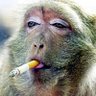Simone Bellini's profile picture