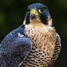 The Falcon's profile picture