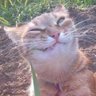 Мяо 🕊️'s profile picture