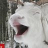 Caribouwu's profile picture