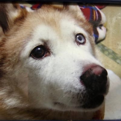moto's profile picture