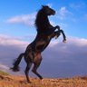 الحصان الاسود profil fotoğrafı