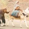 Фото профиля جلياط المرزوقي