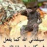 Ahzan almady 17 的头像