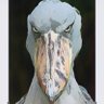 Bill de Caledonia's profile picture