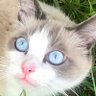 φ🔻🐈⬛🐢🐢🐢🐈⬛🔻φ🆙🆙🆙✌🏼's profile picture