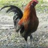 Фото профиля Fat Lester