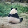 Profilbild von Panda