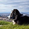 T L Shepherd. 🇺🇸 🇱🇧 🇺🇦 🐕𐤓𐤁𐤉𐤏's profile picture