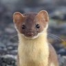 MushuWeasel profil fotoğrafı