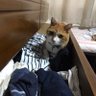 あわやみか 的头像