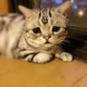 Profilbild von 熟ニャン