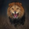 Leonis Tsavo's profile picture