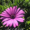 هدى profil fotoğrafı