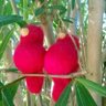 cocaloca 的头像