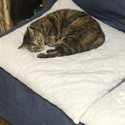 kazarino1's profile picture