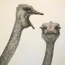 Profilbild von El-ChapaMandashi