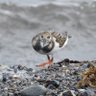Birdinggirl, MSW,LICSW profil fotoğrafı