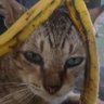 Kucing Pisang 的头像