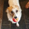 Smartie's profile picture