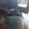 Goofy Goupil's profile picture