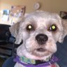 KDivanli's profile picture