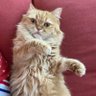 ぴーたさぶろう profil fotoğrafı