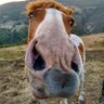 The Horse's Mouth's profile picture