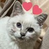 かりん🐈🌸 profil fotoğrafı