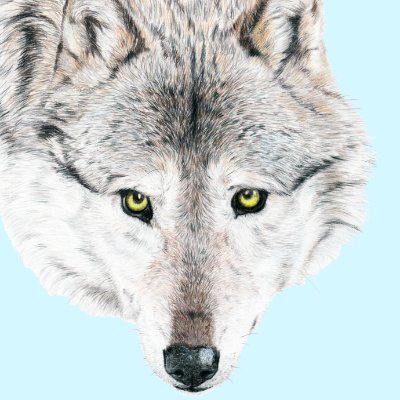 musca_zoolife's profile picture
