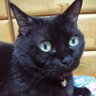 ラブねこ 的头像