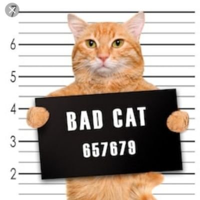 The Six 'Stinky' Cats Gang's profile picture
