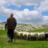 Фото профиля The Shepherd