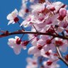 Фото профиля Fleur d'Amandier - زهر اللوز