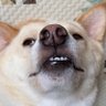 雑種犬マロンと拾い猫ハナ's profile picture