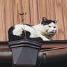 きのこ profil fotoğrafı