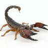 Scorpion 的头像