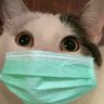 Фото профиля thecatt.mp3