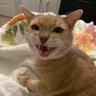 Lafayette Cattington's profile picture