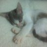 テツ's profile picture