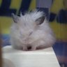 リリ's profile picture