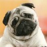 pugandseal 的头像
