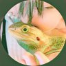 こまめ's profile picture