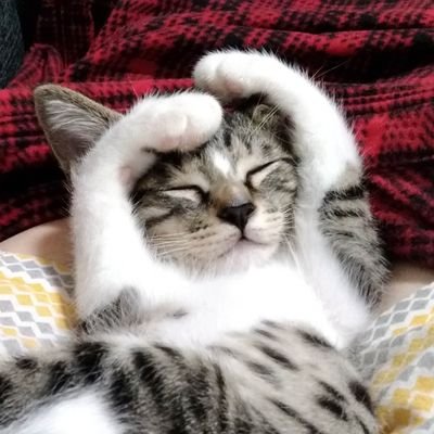 猫の蘭丸🐾's profile picture