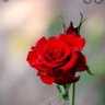 Фото профиля 🚩Rosa🚩