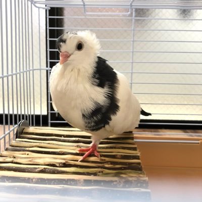 ららこ's profile picture