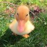 Curious Duck 的头像