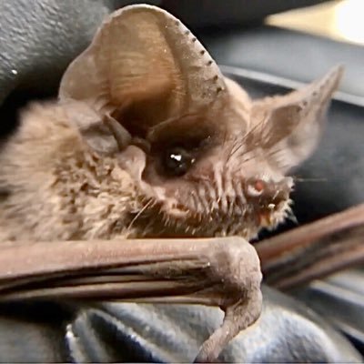 Austin Bat Refuge's profile picture