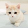 Anastasia Romanova's profile picture