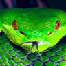 Viper267510's profile picture